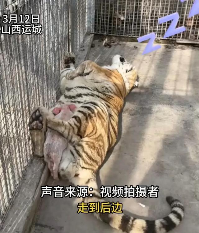 动物园里小猪趴在老虎肚子上睡觉