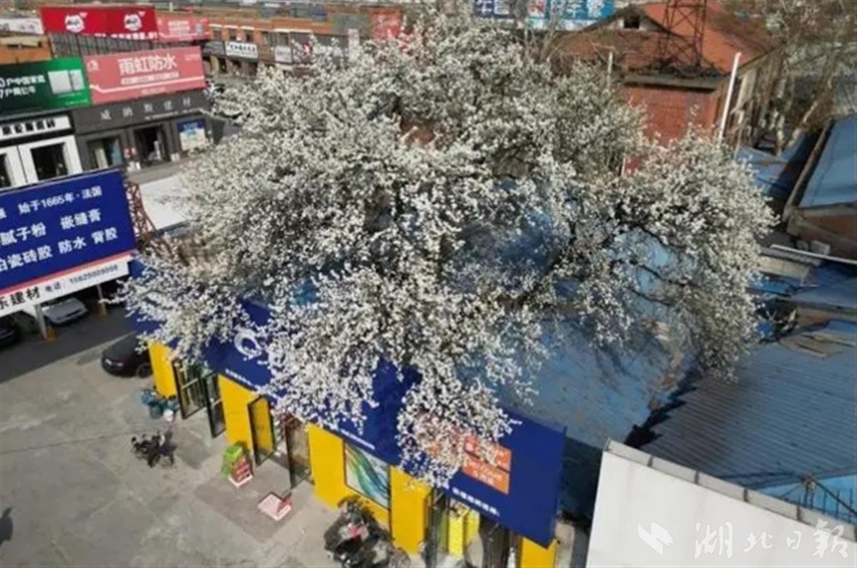 武汉150岁杜梨树开花
