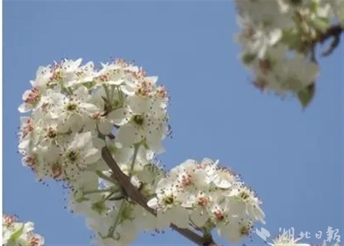 武汉150岁杜梨树开花