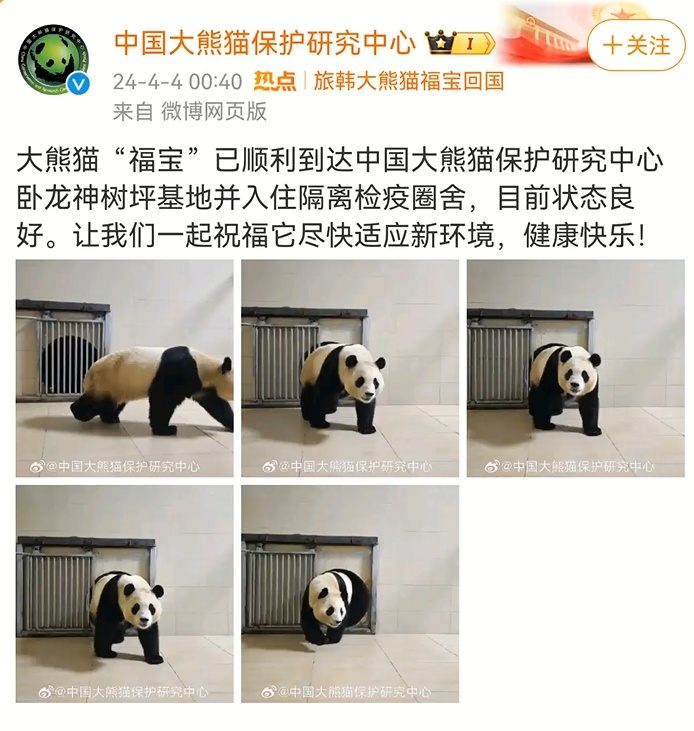 熊猫福宝疑被戳引网友不满