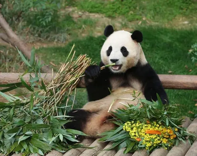 大熊猫福宝正安度隔离期
