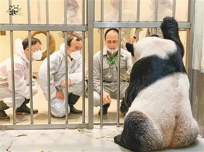 大熊猫扑倒保育员 动物园报平安