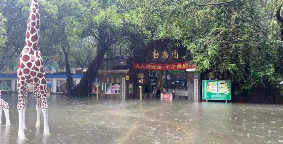 广东中山暴雨4条鳄鱼出逃 已被抓回