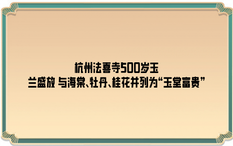 杭州法喜寺500岁玉兰盛放 与海棠、牡丹、桂花并列为“玉堂富贵”